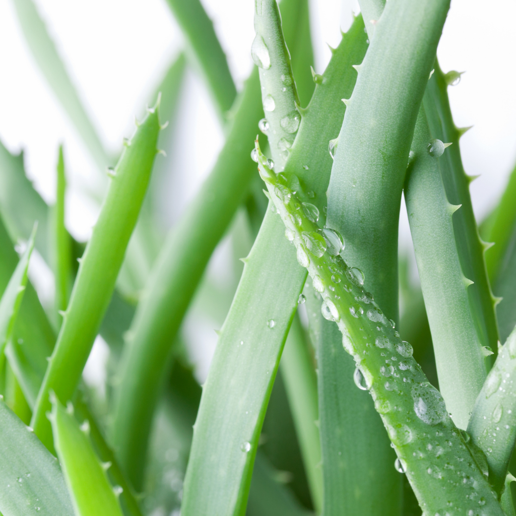 The Benefits of Aloe Vera